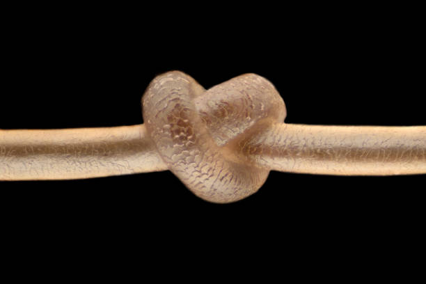 Savoy knot