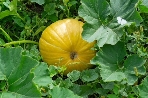 istock Ripe yellow pumpkin 1139254032