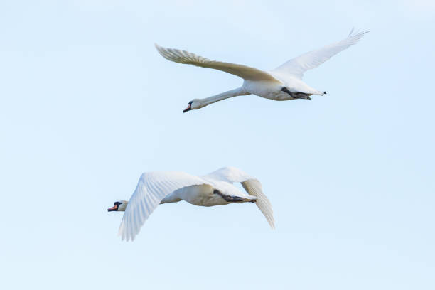 istock two isolated white mute swans (cygnus olor) in flight, spread wings 1139254681