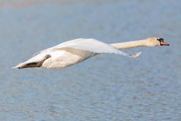 istock portrait white mute swan (cygnus olor) in flight, blue water 1139255249