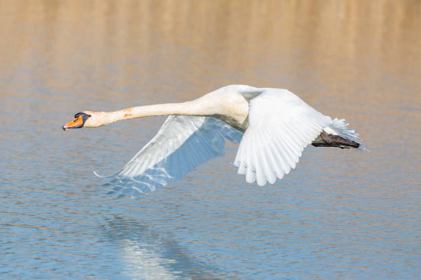 istock mute swan (cygnus olor) flying closely over water, spread wings 1139255289