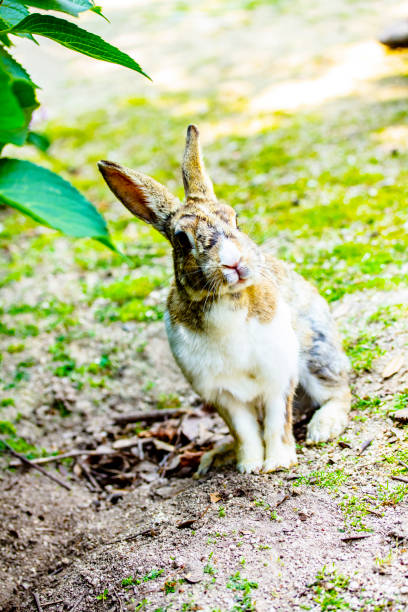 istock Cute bunny rabbit with hydrangea in the garden. 1139255609