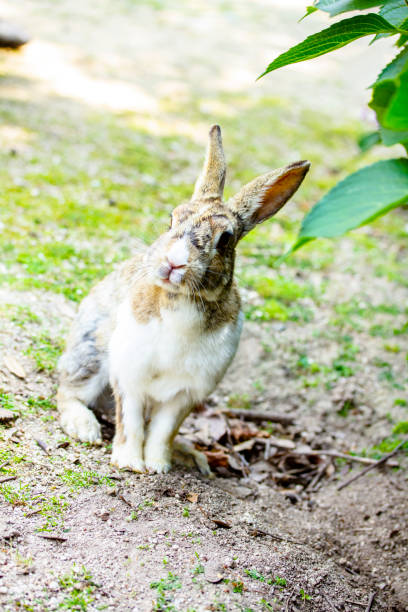 istock Cute bunny rabbit with hydrangea in the garden. 1139255637