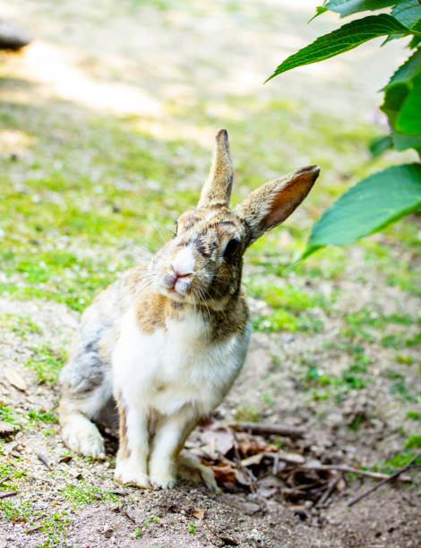 istock Cute bunny rabbit with hydrangea in the garden. 1139255803