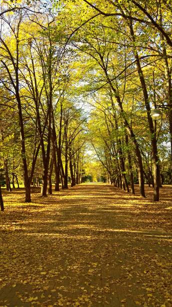 istock Shady alley, paved pathway lined with tall trees having greenish yellow foliage. 1139255865