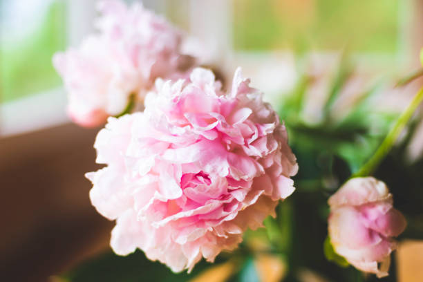istock Pink peonies close-up, toned, soft focus. Gentle floral background - Image 1139256485