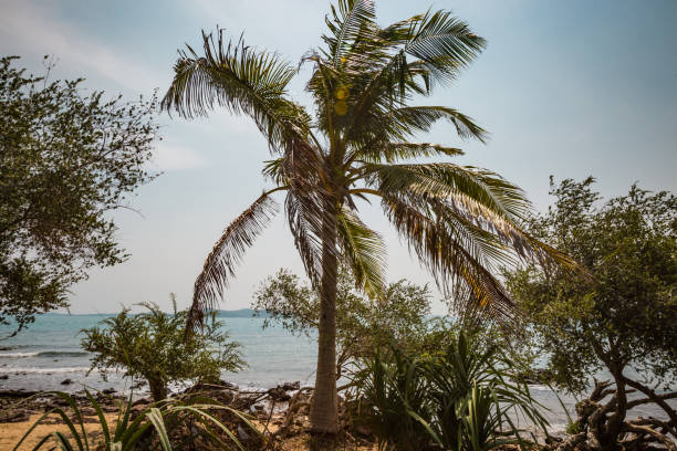istock Tropical coconut palm trees at the beach 1139258465