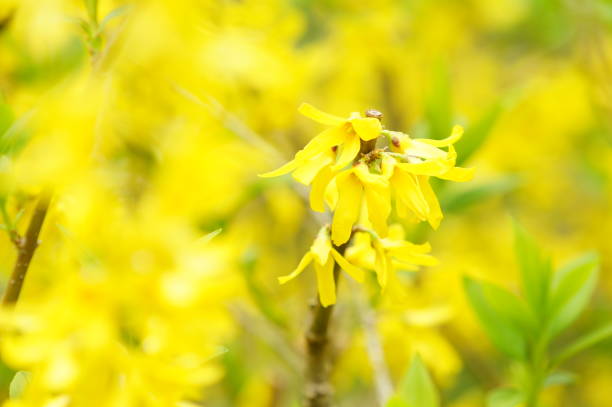 istock Japanese beautiful flowers 1139260670
