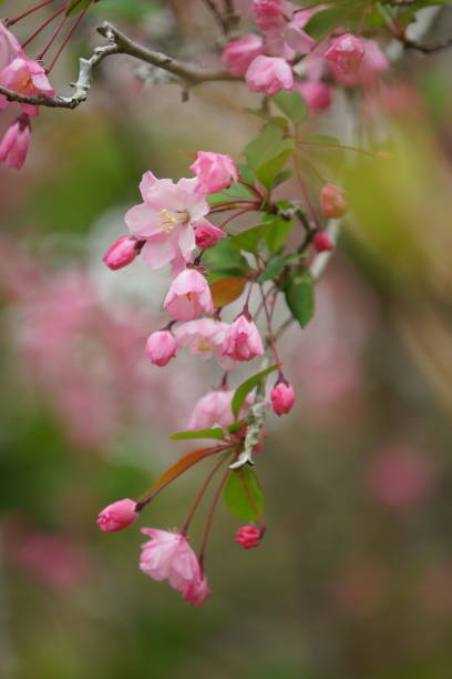 istock Japanese beautiful flowers 1139260974