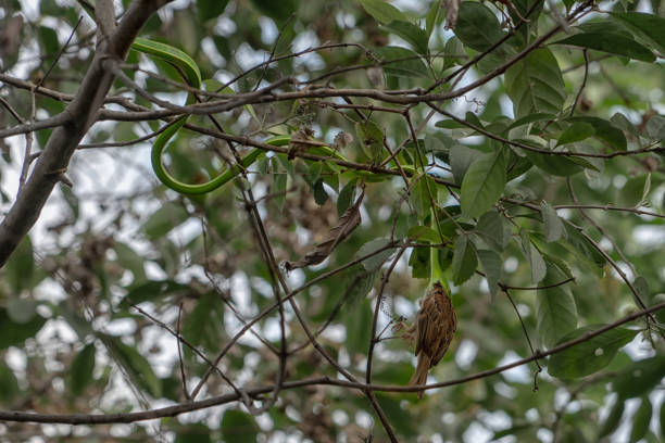 istock Green snake eating bird 1139261035