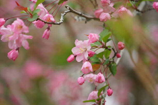 istock Japanese beautiful flowers 1139261051