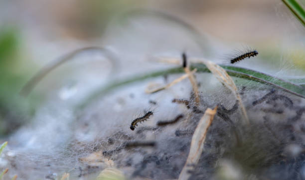 istock Tent Caterpillar Silk Nest 1139261875