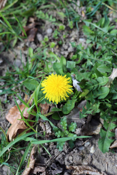 istock One Blooming Dandelion with some Green Meadow 1139262029