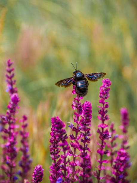istock Violet Carpenter bee on a flower, close-up. 1139262173