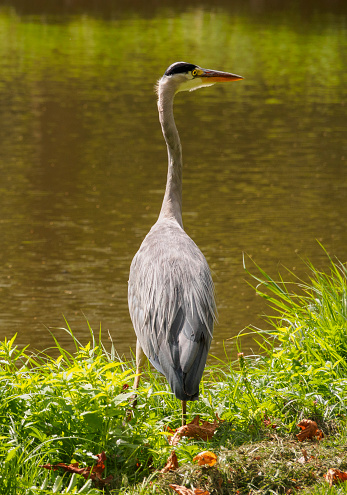A beautiful large heron bird on the canal bank in green grass on a bright sunny day in the Dutch town of Vlaardingen (Rotterdam, Netherlands, Holland)