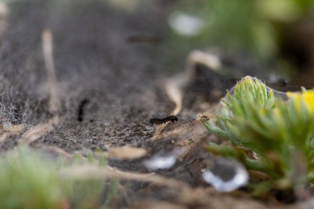 istock Tent Caterpillar Silk Nest 1139262823