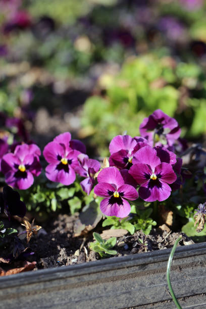 istock Small Purple Pansy Flowers Blooming 1139263919