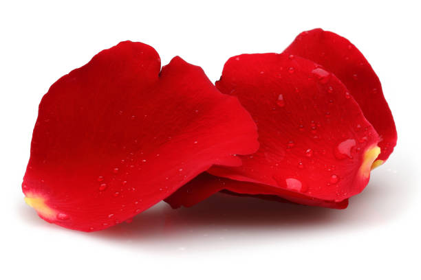 istock Water drops and rose petals isolated on white 1139264068