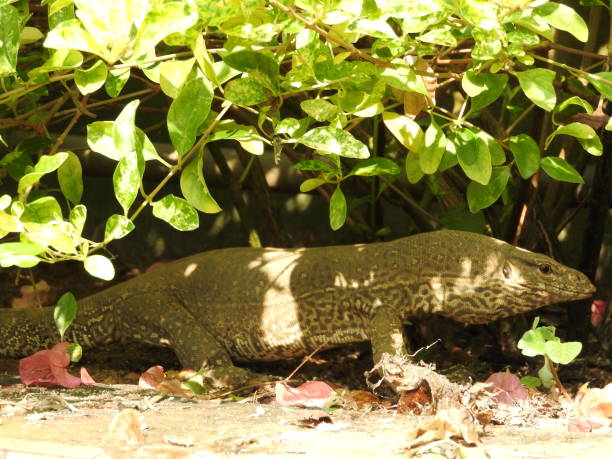 istock Great iguana in motion, Sri Lanka natural habitat 1139265470