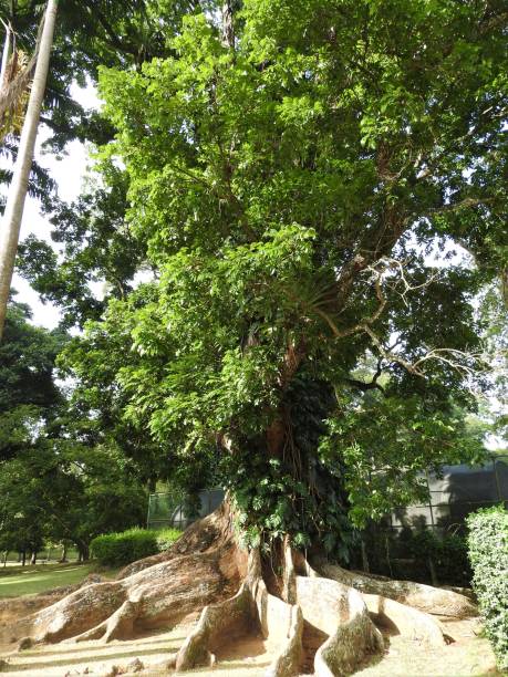 istock Green trees Botanical garden on a clear day, Sri Lanka. 1139265619