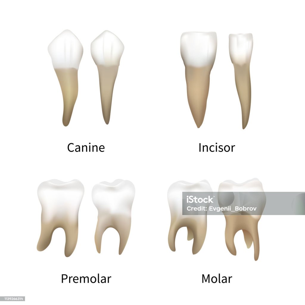Human Tooth Variations Set Of Realistic Human Teeth Types Isolated On White Stock Illustration ...