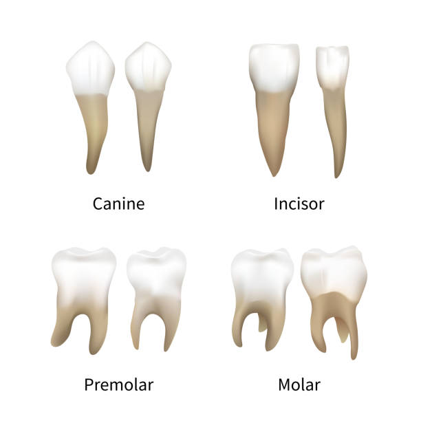 Set of realistic human teeth types isolated on white Set of realistic human teeth types on white Canine stock illustrations