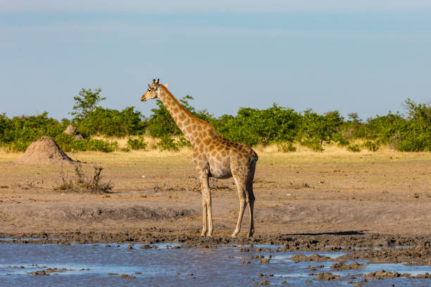 istock male giraffe head standing at waterhole, savanna, termite hill 1139266405