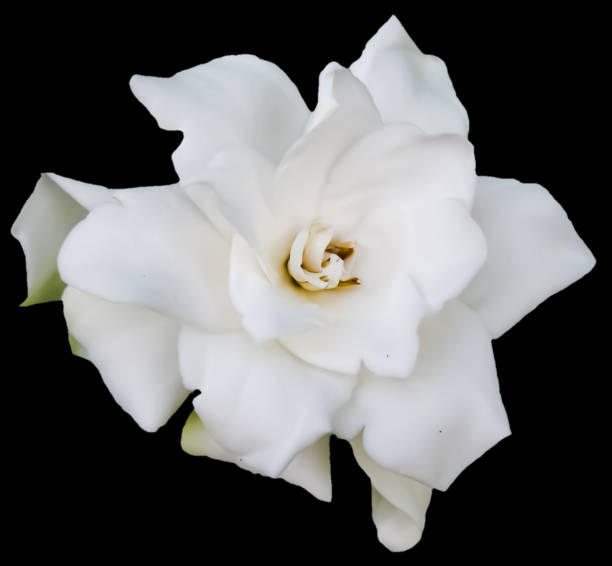 istock A Gardenia or Cape Jasmine with a Black Background 1139269735