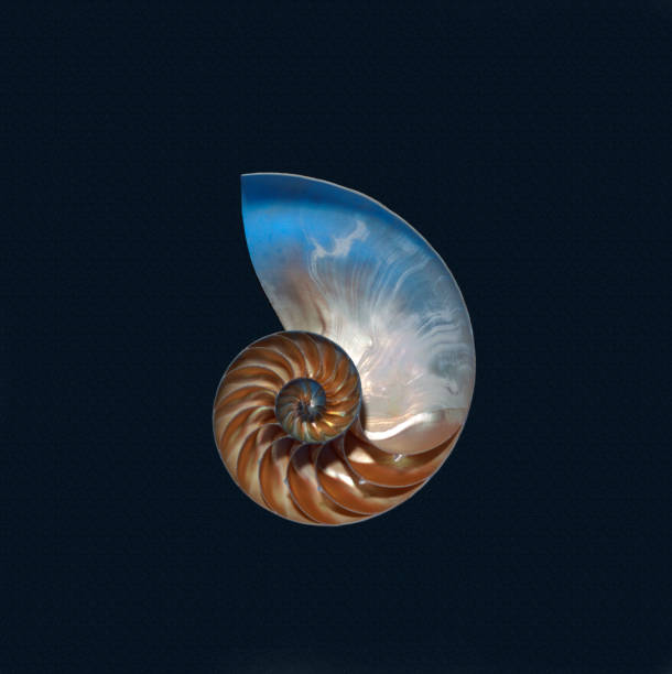 Nautilus Shell Nautilus Shell onblack background nautilus stock pictures, royalty-free photos & images
