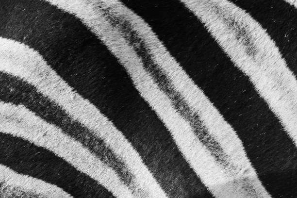 istock Close up abstract of zebra coat pattern stripes 1139271064