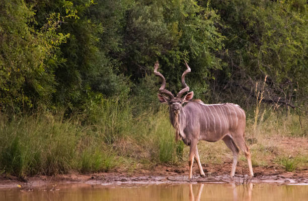 Kudu bull standing at water edge with long horns Kudu bull male standing at water edge with long spiral horns trees in background. looking forward, facing left, open space on right. kudu stock pictures, royalty-free photos & images