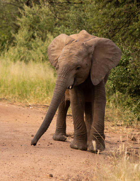 istock Baby elephant walking along road with trunk out 1139271223