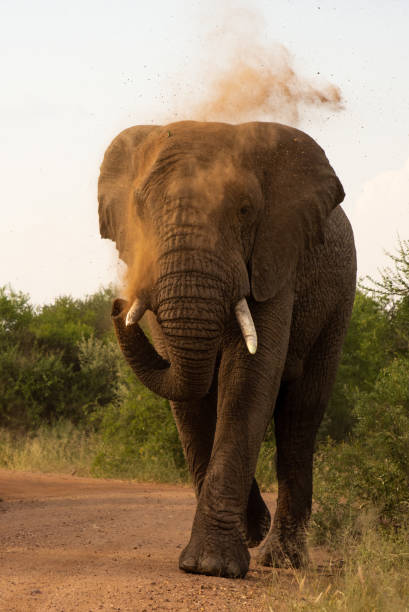 istock Bull elephant walking down road spraying dust with trunk 1139271239