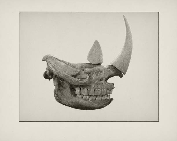 One of a set. Digital etching of Rhino skull.