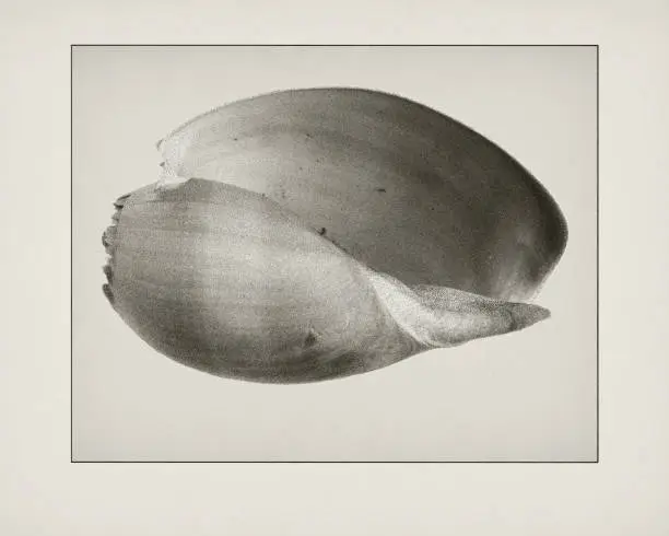 Photo of Etching of Sea shell.