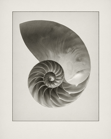One of a set. Digital etching of Nautilus shell.