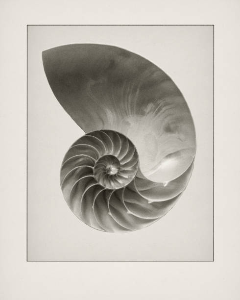 Etching of Nautilius shell. One of a set. Digital etching of Nautilus shell. animal shell photos stock pictures, royalty-free photos & images