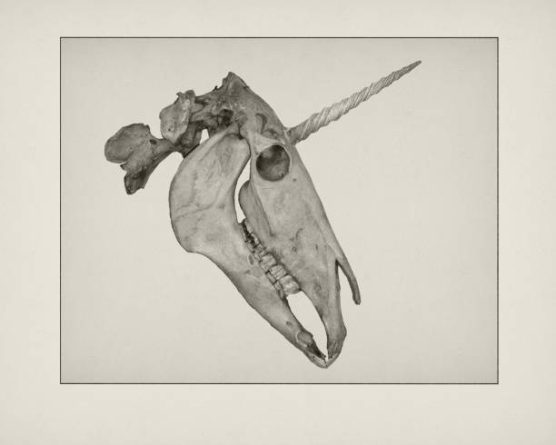istock Etching of Unicorn skull 1139272604