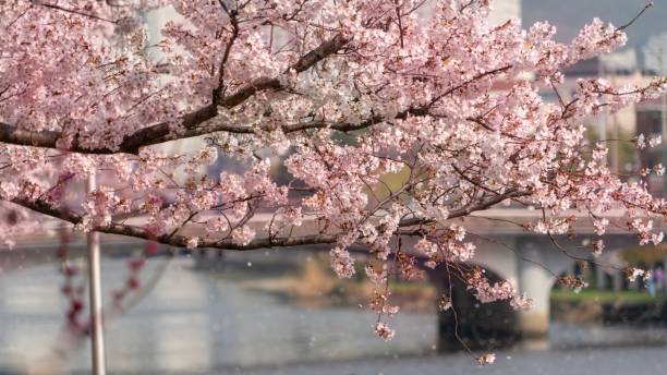 istock The cherry blossom blow to me 1139273175