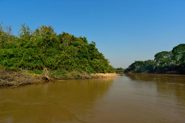 istock landscape of river and jungle 1139274003