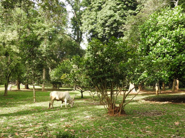 istock Sri Lanka green flora on a clear Sunny day. 1139274224
