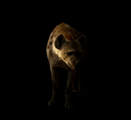 spotted hyena standing in the dark background