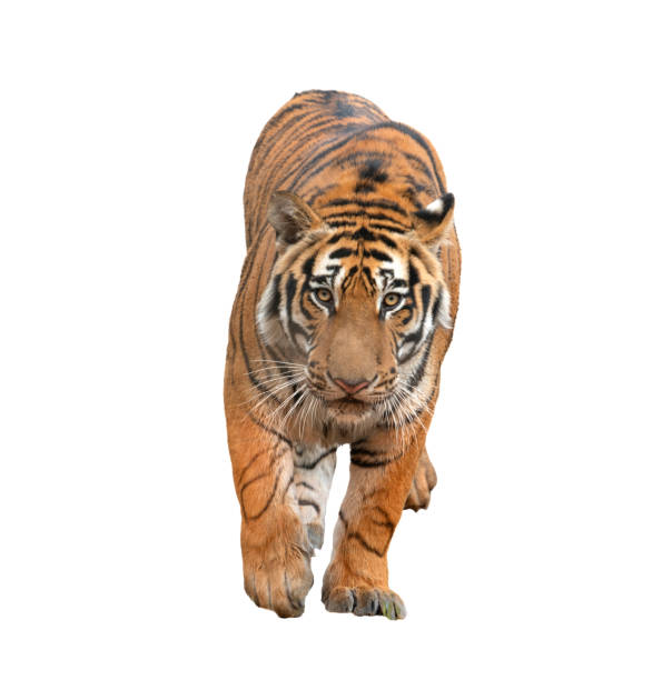 istock bengal tiger isolated on white background 1139275129