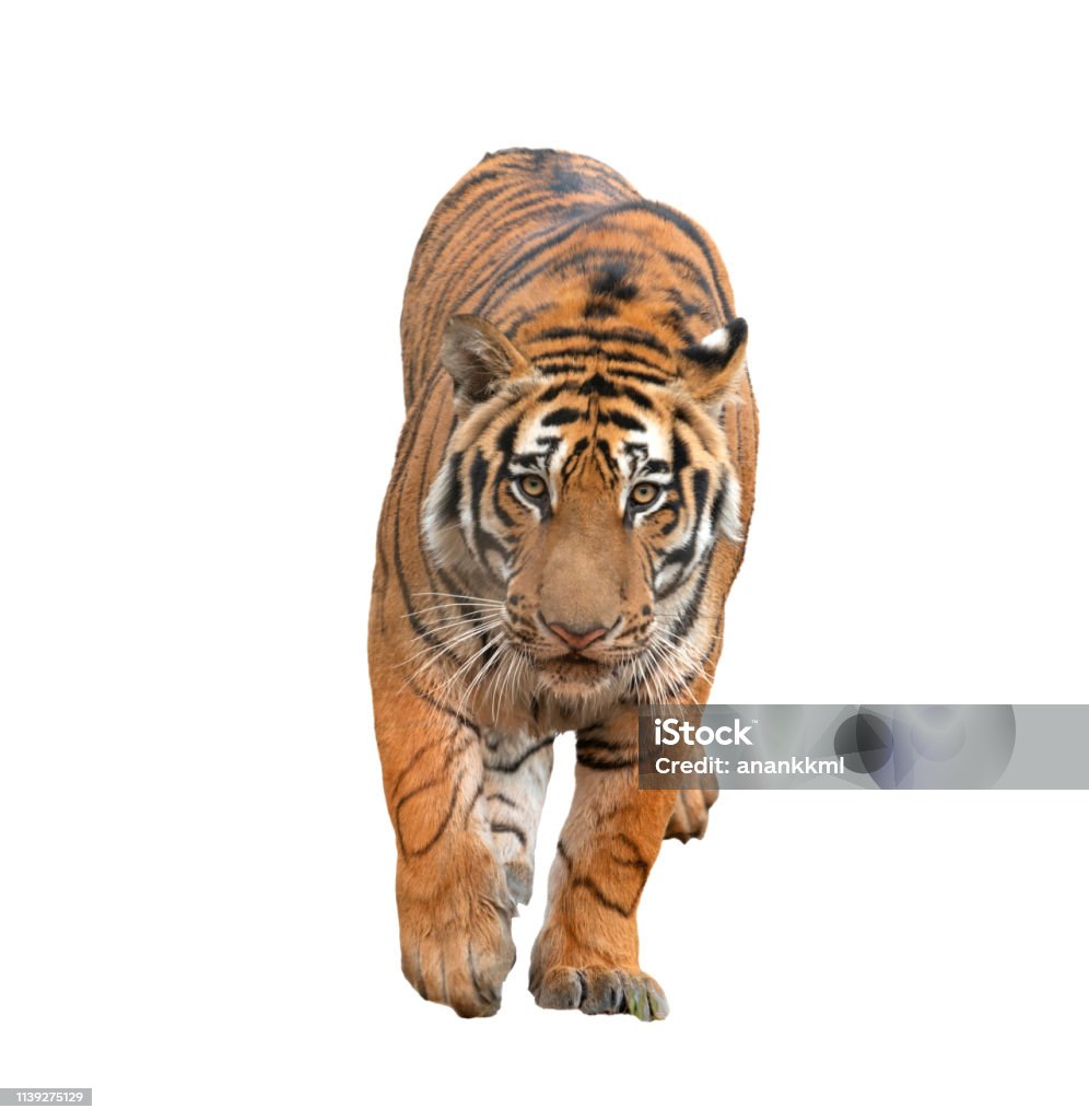 Hổ Bengal Bị Cô Lập Trên Nền Trắng Hình ảnh Sẵn có - Tải xuống ...
