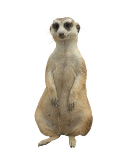 istock meerkat ( Suricata suricatta ) isolated on white background 1139275130
