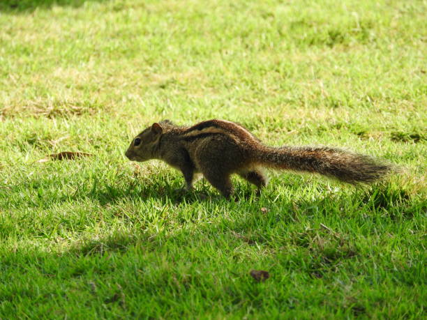 istock Cute Chipmunk on green grass in Sri Lanka 1139275161