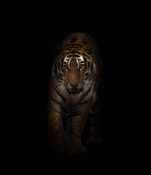 istock bengal tiger in the dark background 1139275170