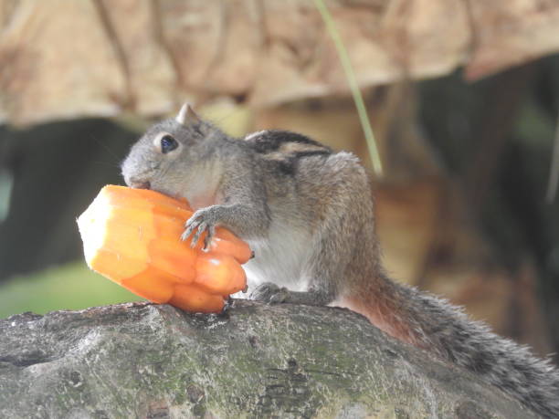 istock cute little Chipmunk sitting on a palm tree branch, Sri Lanka 1139275335