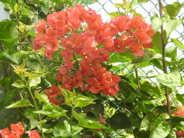 istock red flowers on green background, Sri Lanka 1139275391