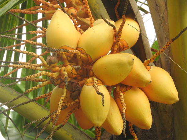 istock yellow coconuts grow on palm tree, Sri Lanka 1139275428